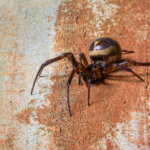 Gewöhnliche Fettspinne