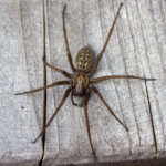 Große Winkelspinne