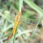 Wanderlibelle