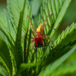 Ammendornfinger