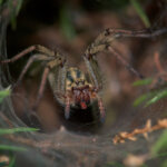 Gemeine Labyrinthspinne