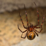 Große Höhlenspinne