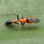 Ameisenspringspinne