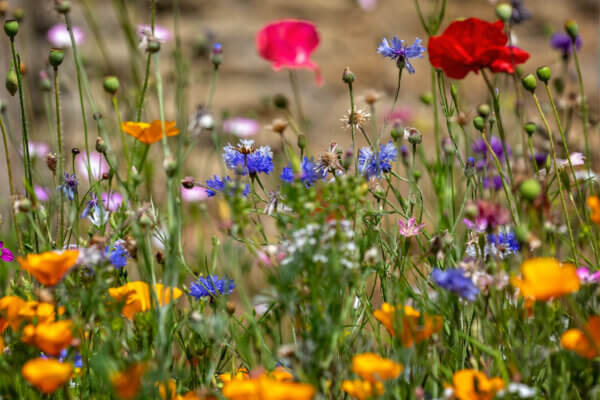 buntes Blumenfeld