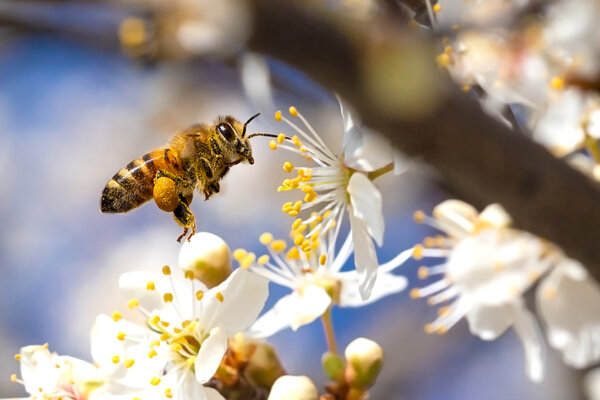Biene fliegt Blume an