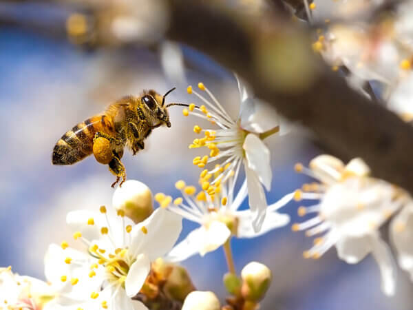 Blumenduft und Bienen – Wie Düfte unsere Gärten zum Summen bringen