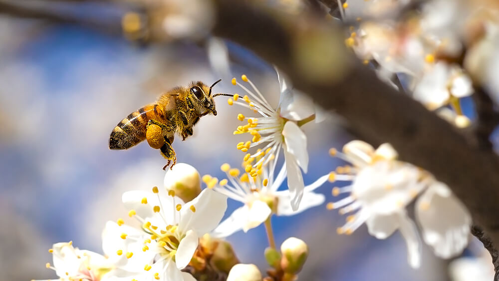 Biene fliegt Blume an