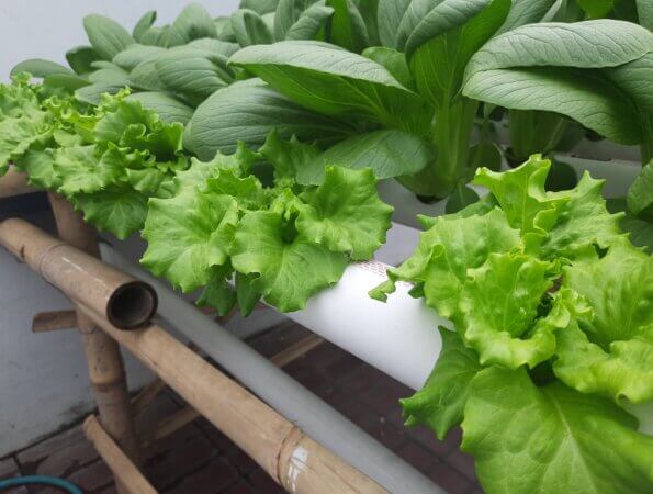 Dochtsystem Salat