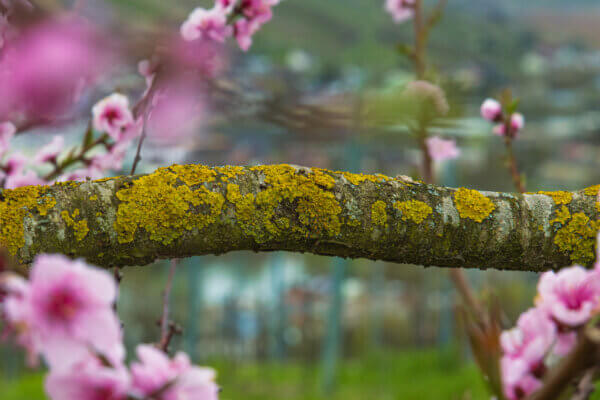 Flechte an Kirschbaum