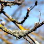 Flechten an Obstbäumen – schädlich oder unbedenklich?