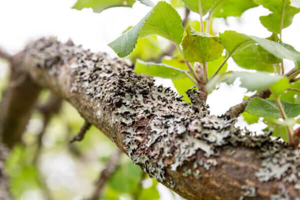 Flechte an Baum