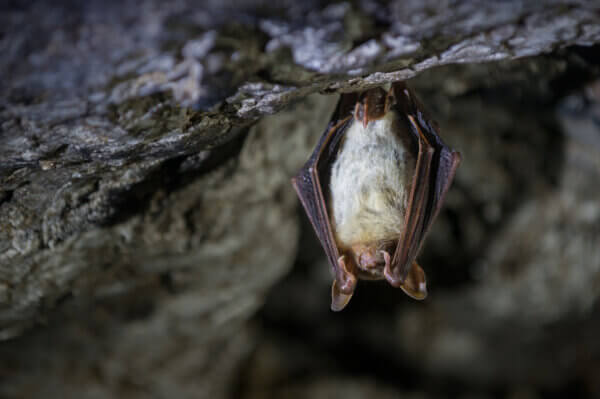 schlafende Fledermaus