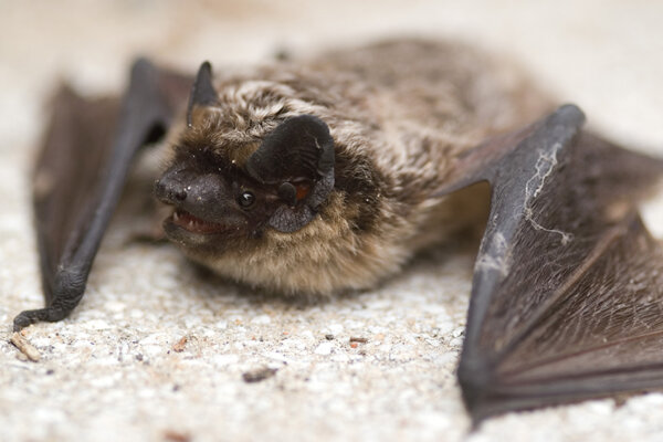 Fledermaus