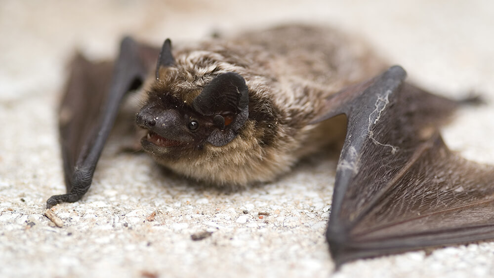 Fledermaus