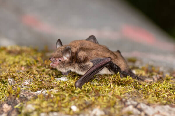 Wasserfledermaus
