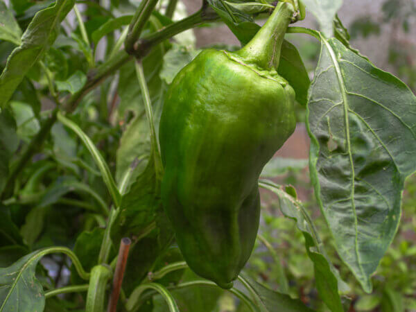 Grüne Paprika