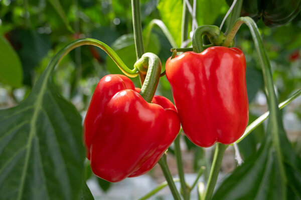 Paprika