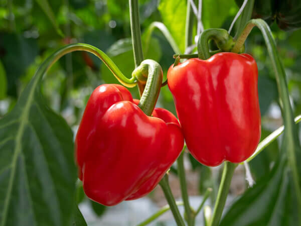 Sie fragen – wir antworten: Alles rund um die Paprika