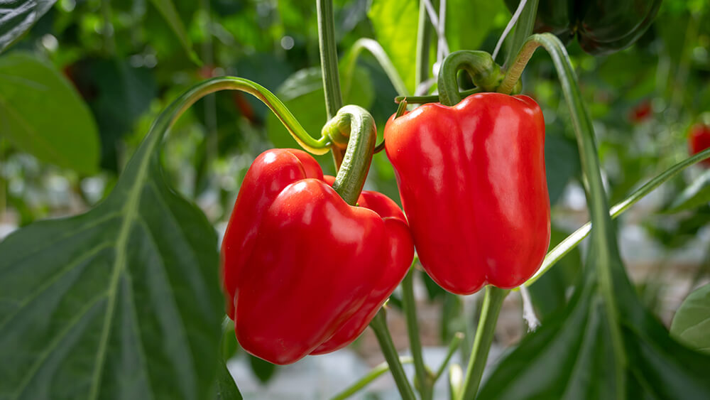 Paprika