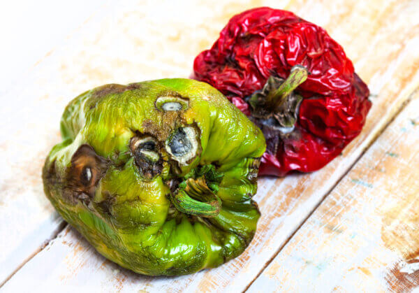 Paprika Grauschimmel