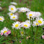 Gänseblümchen