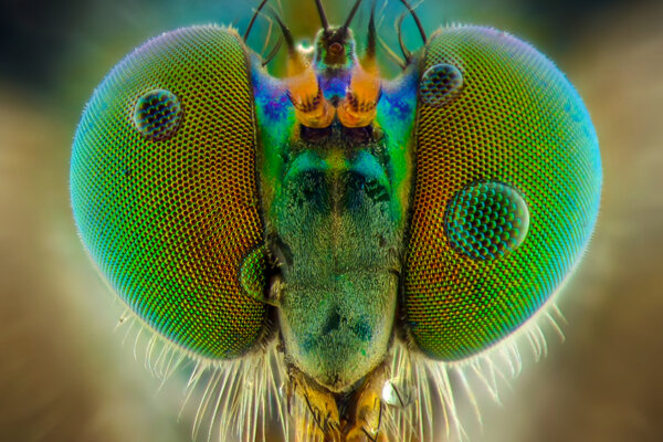 Libellen Augen