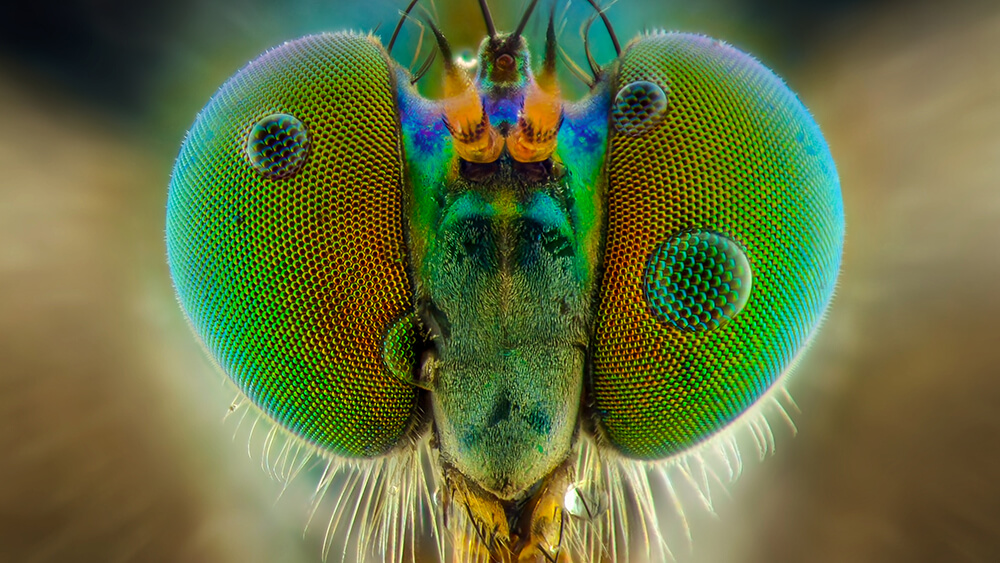 Libellen Augen