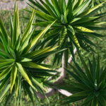 Yucca-Palme