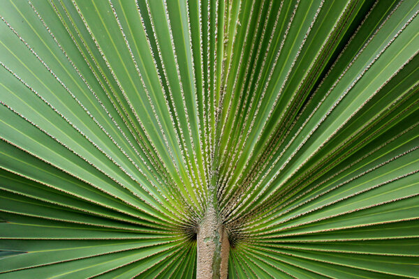 Palmenblatt