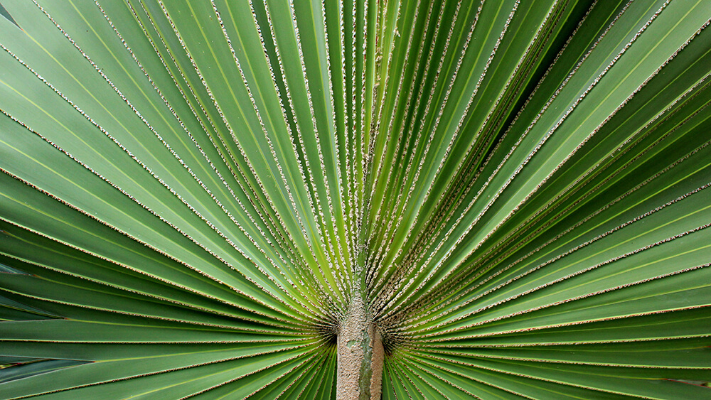 Palmenblatt