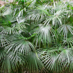 Nadelpalme