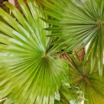 Zwergpalmetto