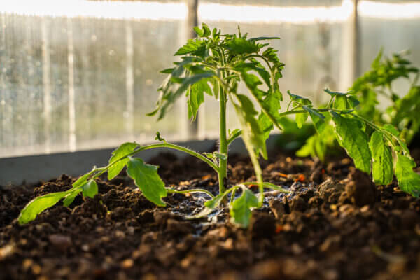 Tomaten im Gewächshaus