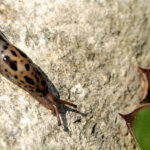 Genetzte Ackerschnecke