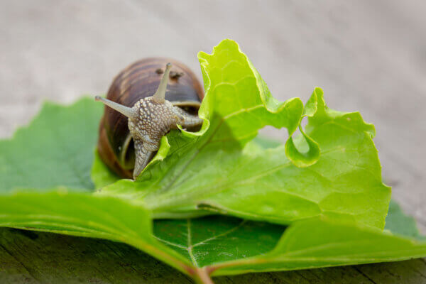 Schnecke frisst Blatt