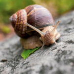 Weinbergschnecke