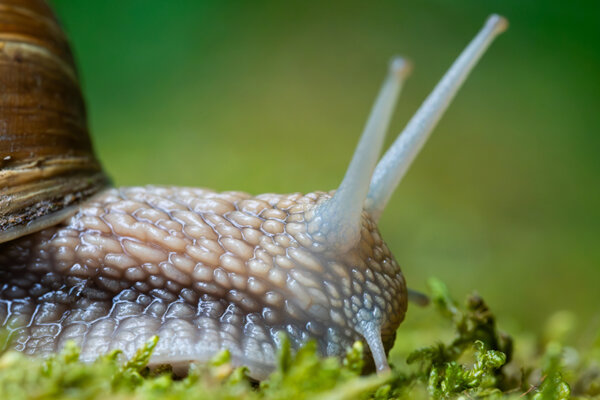 Schnecke