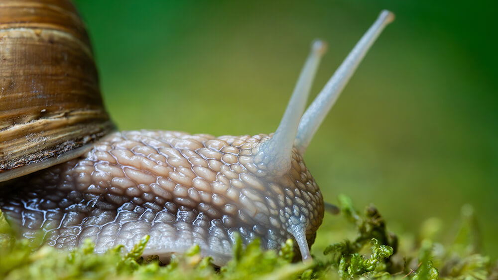 Schnecke