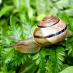 Garten-Bänderschnecke