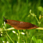 Spanische Wegschnecke