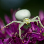 Veränderliche Krabbenspinne