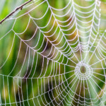 Spinne des Jahres – von der Dreiecksspinne bis zur Labyrinthspinne