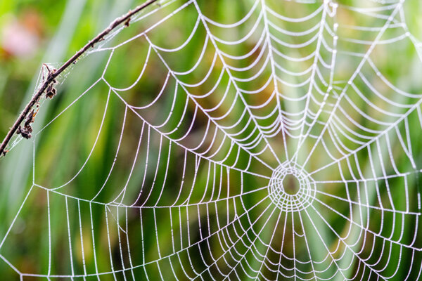 Spinnennetz