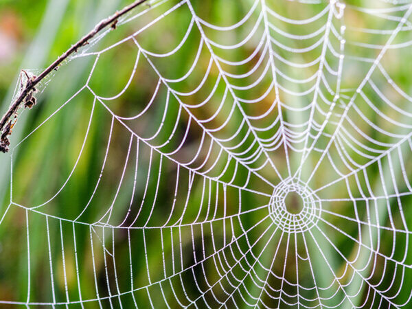Spinne des Jahres – von der Dreiecksspinne bis zur Labyrinthspinne