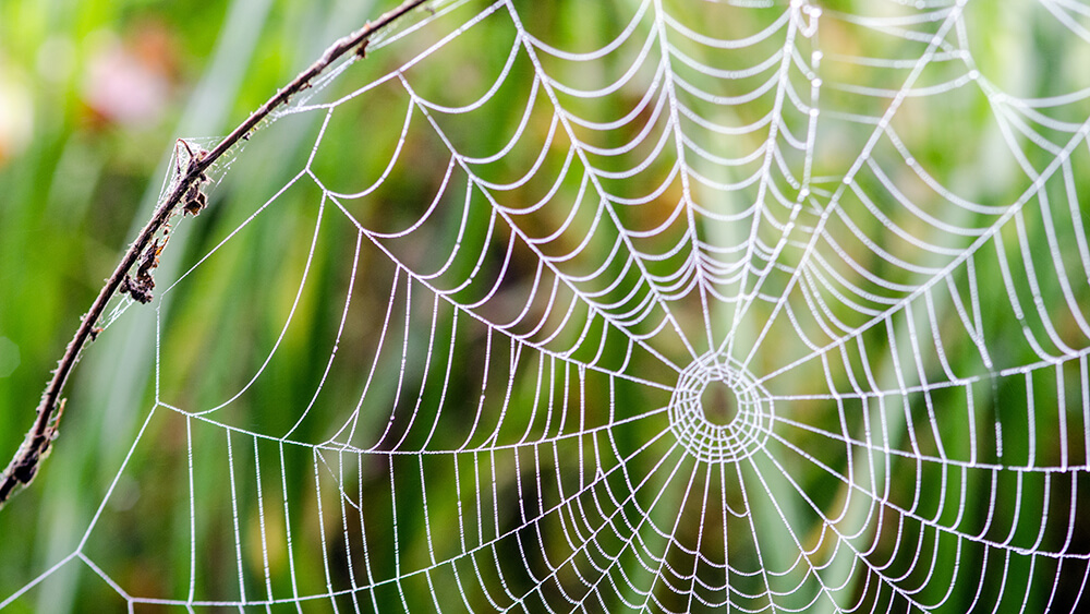 Spinnennetz