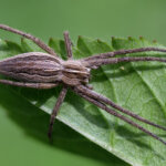 Listspinne