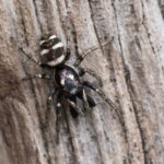 Mauer-Zebraspringspinne