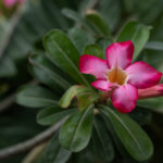 Wüstenrose