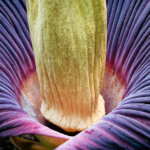 Titanenwurz – gigantische Blüte mit markantem Geruch