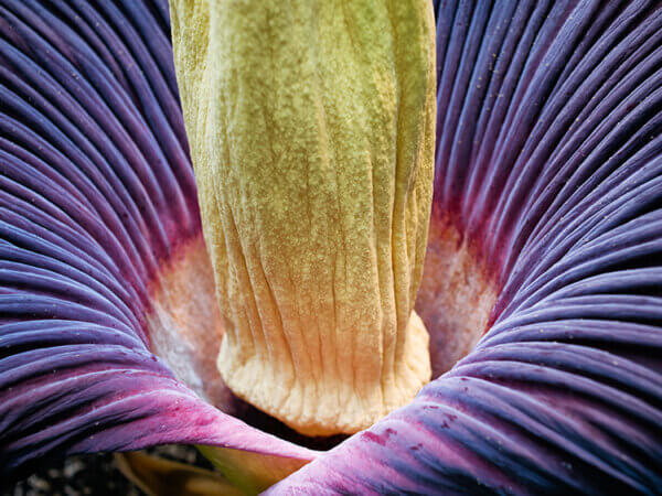 Titanenwurz – gigantische Blüte mit markantem Geruch